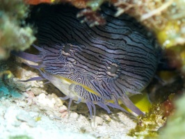 Splendid Toadfish IMG 9695